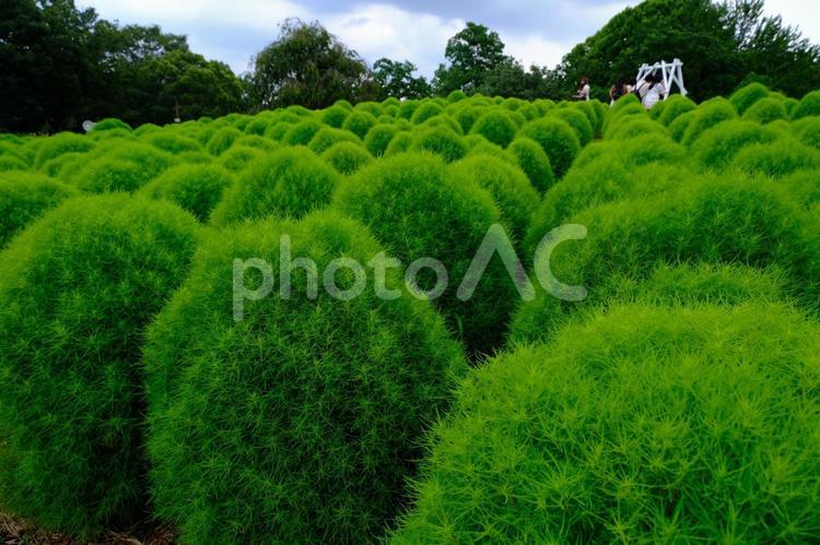 緑のコキア 自然,公園,コキアの写真素材