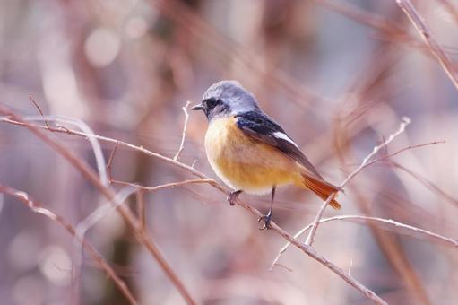 枝に止まるジョウビタキの雄 枝に止まるジョウビタキの雄 鳥,ジョウビタキ,冬の写真素材