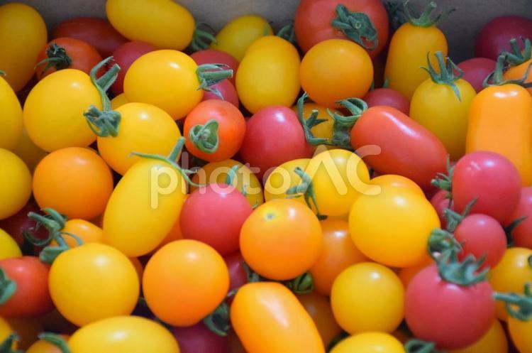無農薬トマト 無農薬トマト,トマト,tomatoの写真素材