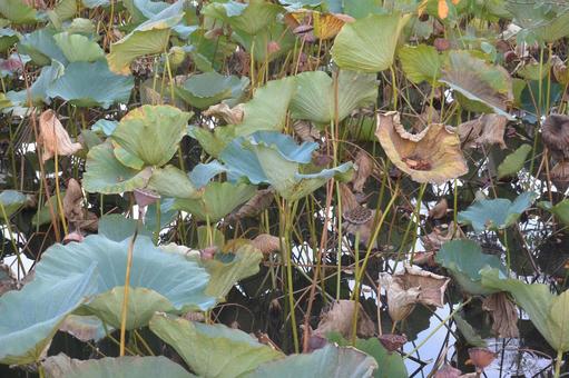 蓮沼 蓮,ハス,沼の写真素材