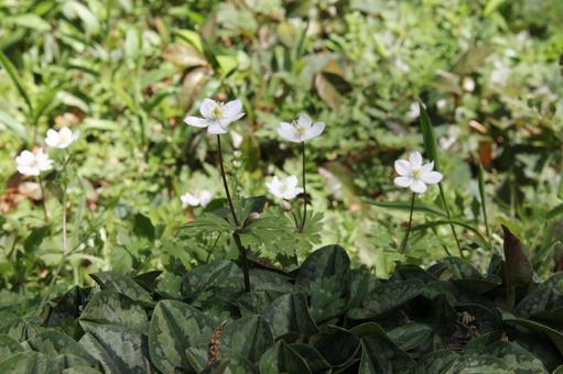 イチリンソウ・一輪草の写真