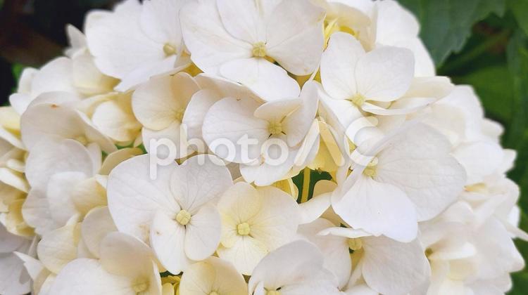 白いアジサイの花A アジサイ,白,花の写真素材