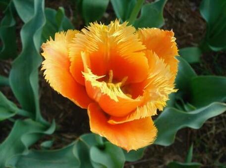 オレンジの花 オレンジの花の写真