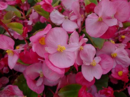 ベゴニアの花 植物,花,シュウカイドウ科の写真素材