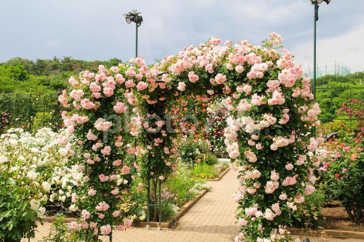 あしかがフラワーパークのバラのアーケード バラ,バラ園,薔薇の写真素材