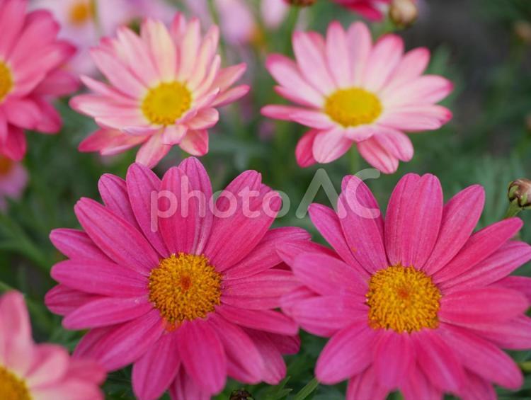 鮮やかなマーガレットの花 花,はな,フラワーの写真素材