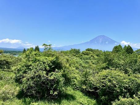 夏色の木々の向こうに富士山 夏色の木々の向こうに富士山 富士山,木,夏の写真素材