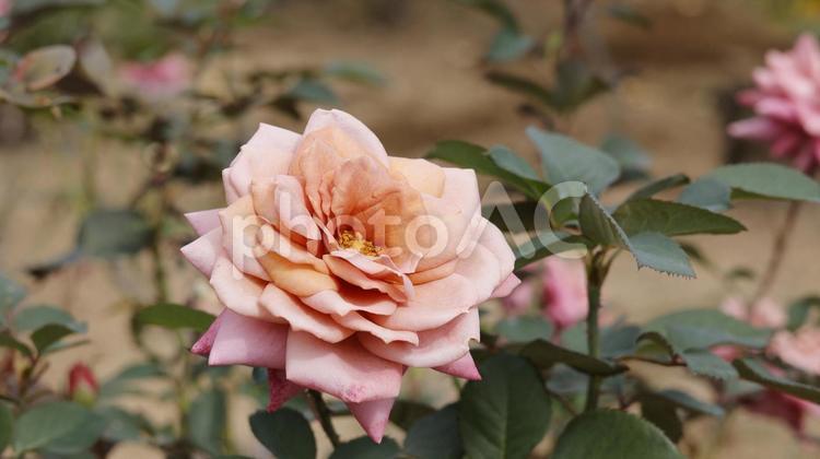 【花の写真】ばらの花 rose,植物,園芸の写真素材