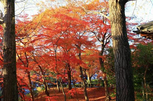 美しい京都の秋、紅葉の風景 美しい京都の秋、紅葉の風景の写真