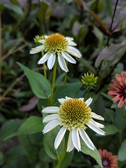 エキナセアの花 10 エキナセアの花 10 エキナセア,八重咲,花の写真素材