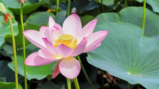 水元公園のハス池・ピンクの蓮の花・葛飾区 水元公園のハス池・ピンクの蓮の花・葛飾区 夏,水元公園,蓮の写真素材