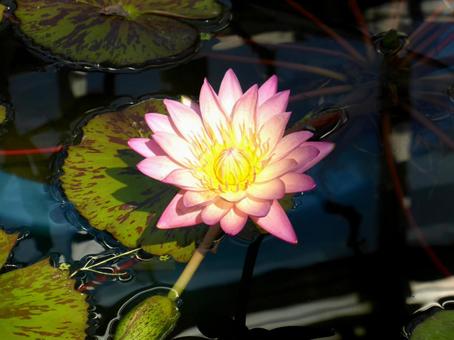 水面で太陽のように咲くスイレンの花の写真