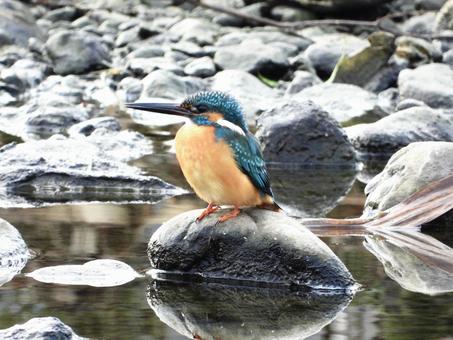 水辺の石の上にとまるカワセミ 水辺の石の上にとまるカワセミの写真