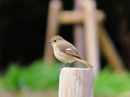 ジョウビタキのメス ジョウビタキのメスの写真