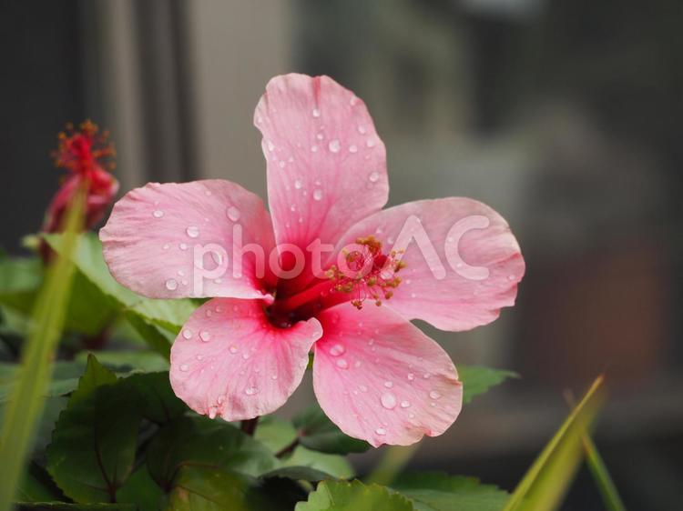 夏の花 ハイビスカス ピンク① 夏の花 ハイビスカス ピンク① ハイビスカス,ブッソウゲ,アオイ科の写真素材