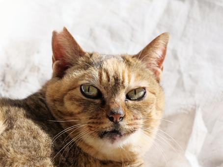 サビ猫 サビ猫の写真