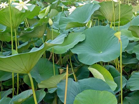 ハスの花 ハスの花 蓮,花,開花の写真素材