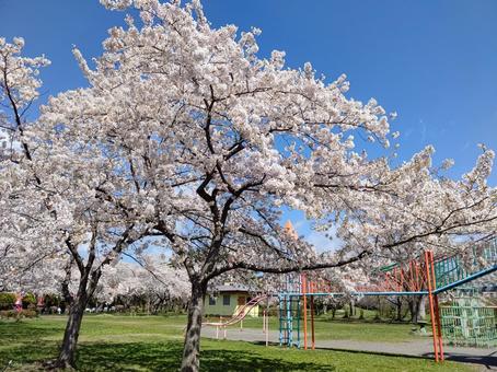 Spring Park 7, JPG