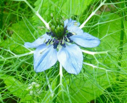 Nigella, JPG