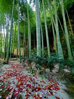 明月院_秋の竹林 竹林,秋の竹林,緑の写真素材