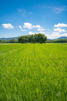 夏の田んぼから眺める風景 夏の田んぼから眺める風景 夏,田んぼ,緑の写真素材