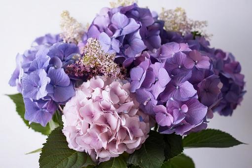 紫のあじさい花束の写真