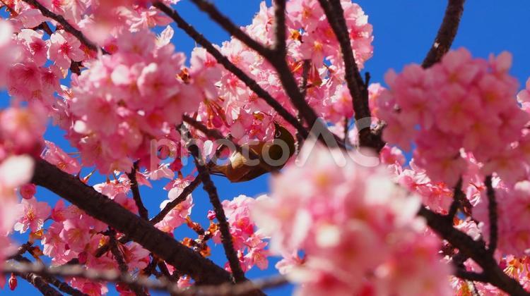 旧中川の河津桜＆小鳥（江戸川区・平井） 春,河津桜,小鳥の写真素材