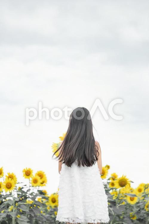 ひまわりと少女の後ろ姿 ひまわり,少女,女の子の写真素材