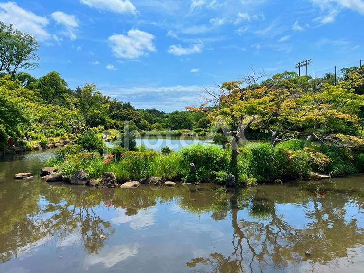 横浜こども自然公園の大池と木々 横浜こども自然公園,公園,池の写真素材