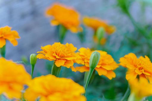 Photo, flower, plant, marigold, 