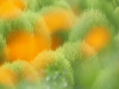 ぼかしたキバナコスモス越のコキア ぼかしたキバナコスモス越のコキアの写真