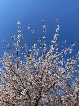 桜と青空 桜と青空の写真