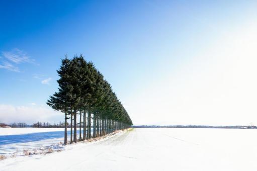 朝日が眩しい冬 朝日が眩しい冬 冬,北海道,太陽の写真素材