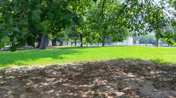 樹木　公園　 樹木,公園,敷地の写真素材