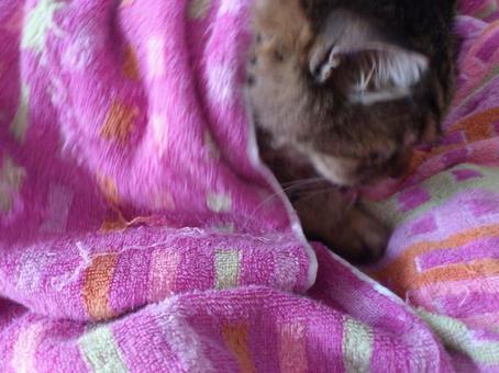 猫昼寝 猫昼寝の写真