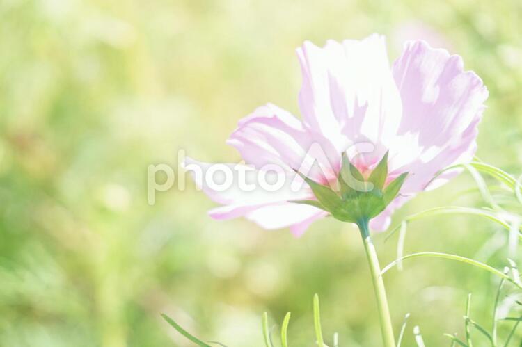 ピンク色に輝くコスモスの横顔 ピンク色,ピンク,コスモスの写真素材