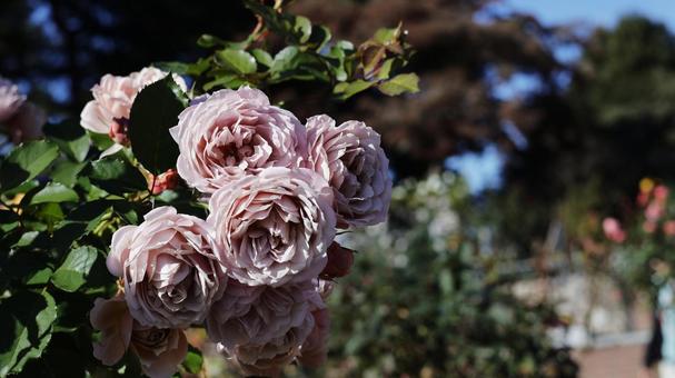 【花の写真】ばらの花 rose,植物,園芸の写真素材