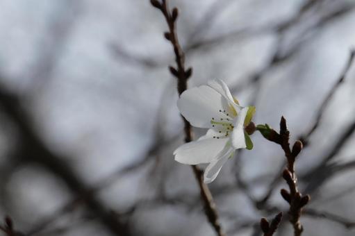 四季桜 四季桜の写真