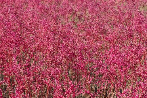 海の紅葉　シチメンソウ 紅葉,海岸,シチメンソウの写真素材