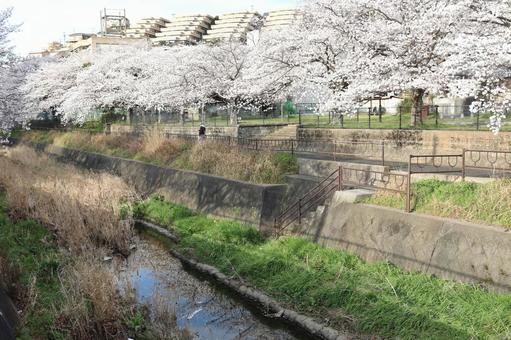 志井川の桜並木 志井川の桜並木 志井川,桜並木,さくらの写真素材