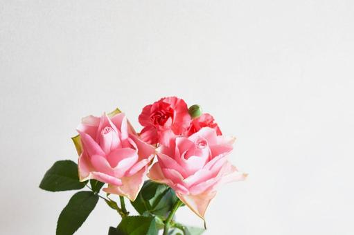 薔薇とカーネーション ピンク,ばら,薔薇の写真素材