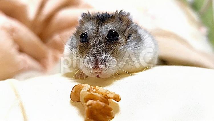 胡桃を食べてるジャンガリアンハムスター4 クルミ,ジャンガリアンハムスター,ハムスターの写真素材