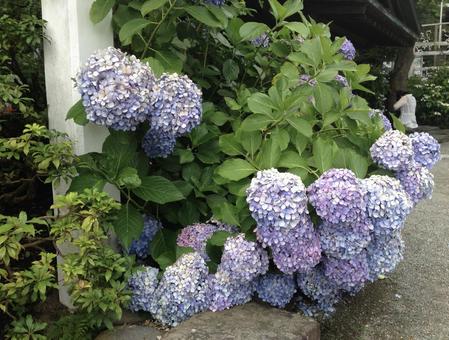 紫陽花 紫陽花 紫陽花,あじさい,花の写真素材