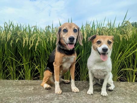 稲の香ばしい香りがするよ 稲の香ばしい香りがするよ 犬,ビーグル,ジャックラッセルテリアの写真素材