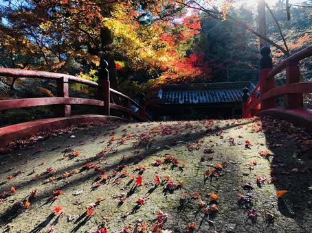紅葉 もみじ 秋 紅葉 もみじ 秋 の写真