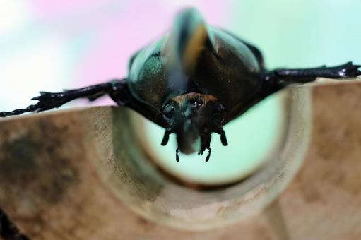 威嚇するカブトムシのユニークな表情 威嚇するカブトムシのユニークな表情の写真