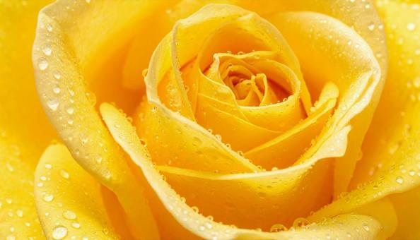 黄色のバラの花に水滴　ビューティー背景の写真