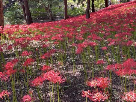 ヒガンバナ(彼岸花) ヒガンバナ(彼岸花) ヒガンバナ,秋,赤い花の写真素材