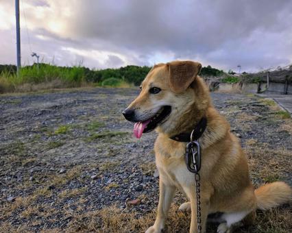 散歩に疲れた犬 犬,散歩,小型犬の写真素材