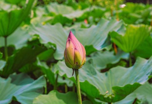 ハスの花6 ハスの花6の写真